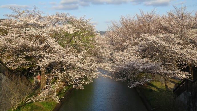 季節は『清明』桜は満開