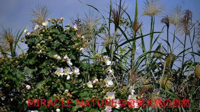 サキシマフヨウの花の蜜標は様々の色がある