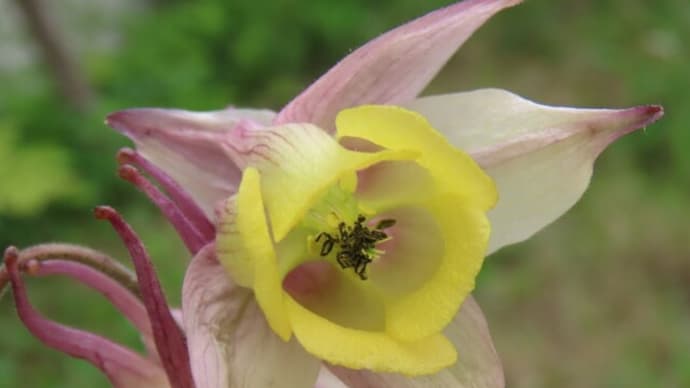 高ボッチ高原・鉢伏山で最近咲いている花 ヤマオダマキ(山苧環)