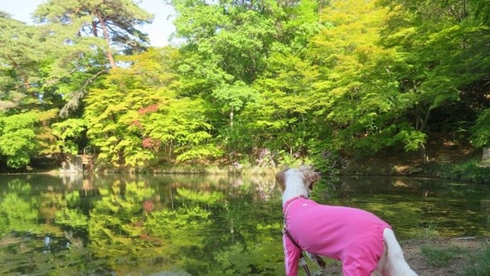 アリマウマノスズクサを探しに再度公園あたり＆あ、リス！ふたたび。