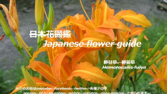 ゆりの原種?!The original species of lily? !!