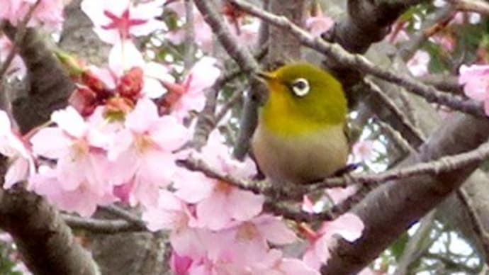 群れをなして飛び回るメジロ