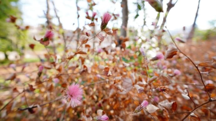 ピンク色の綿毛(板橋区立赤塚植物園 2024.1.19撮影)
