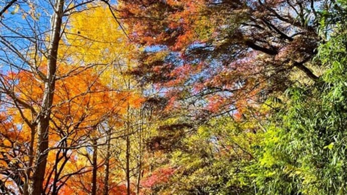 紅葉の小道・・🍂🐤✨
