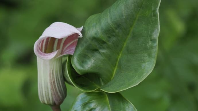 あじさいが咲き始めた六甲高山植物園にて（PartⅡ）