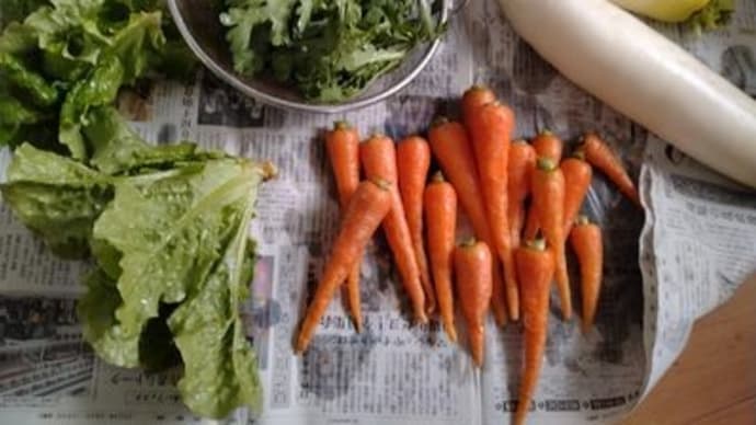 昨日は寒かったが。
