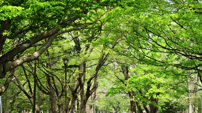 新緑の円山公園＆北海道神宮散策