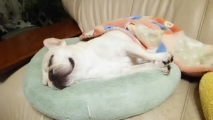 犬猫寝顔