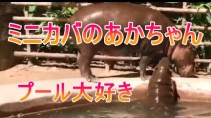 おかあさんを泳ぎながら追いかける赤ちゃんカバをご覧ください。