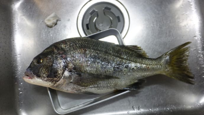 汽水湖のチヌ