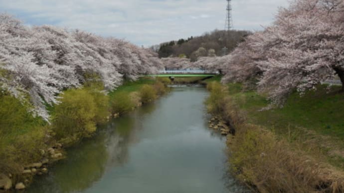 桜と火の用心
