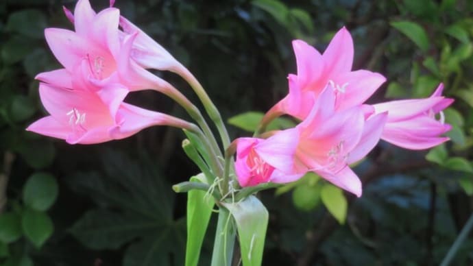 近所の花 十月中旬