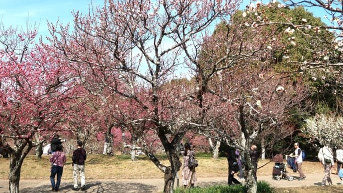 公園の梅が綺麗でした