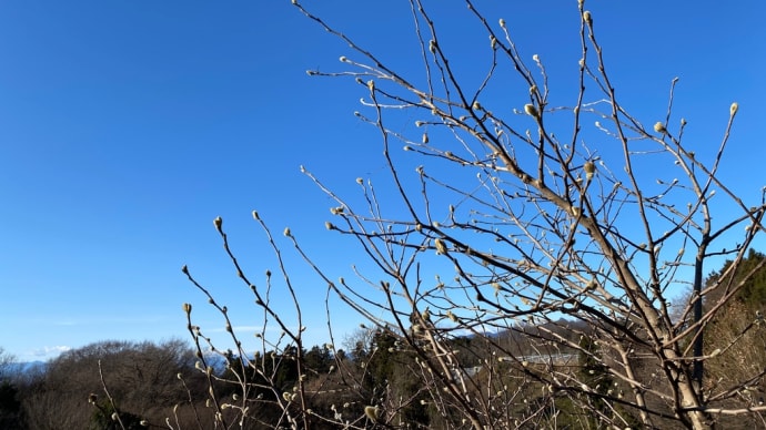 お歳暮やめました。