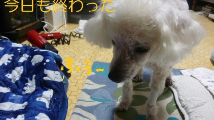 台風のたまご…台風5号へ…老犬ラスさんは毎日ドライヤー　(-＿-)ｳｰﾑ