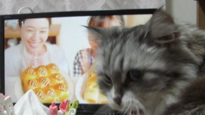 長寿猫で表彰されることになりました~♪