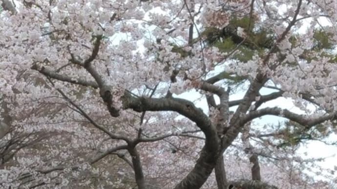 函館の桜の様子
