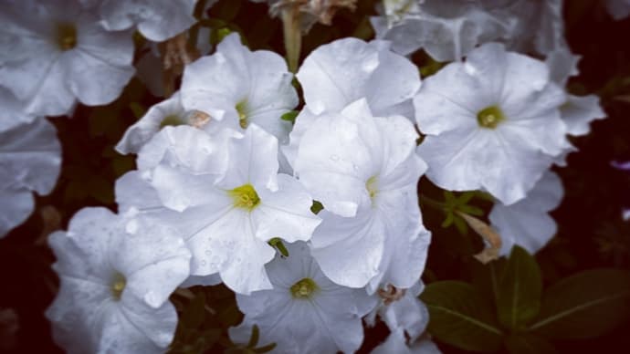 平穏で幸せな1日になりますように。✨🌸🙂☘️