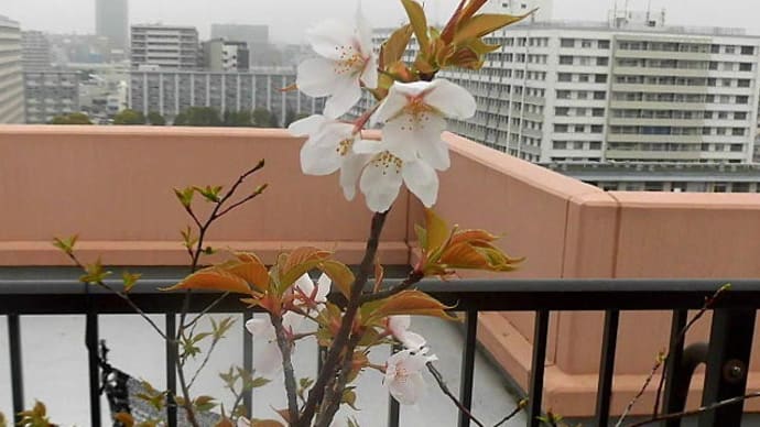 バルコニーの桜、完全満開(2023/3/23)