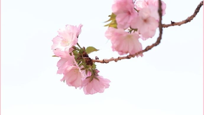 造幣局 桜の通り抜け