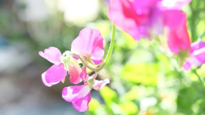 オールドレンズ遊び② ゆるふあ写真