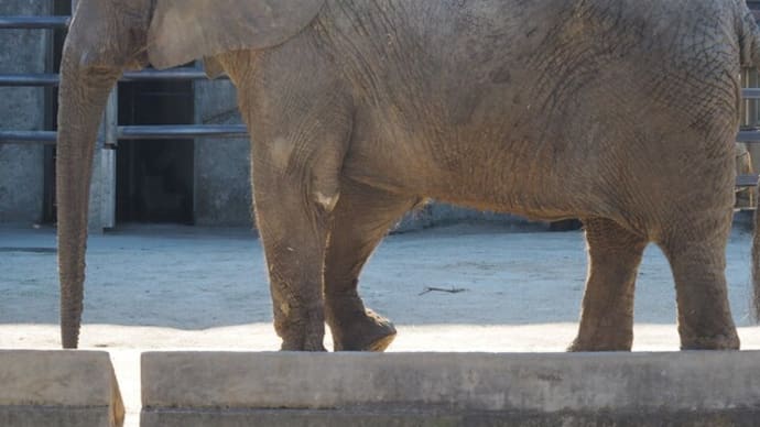 東武動物公園に行ってきました(アカカンガルー編)