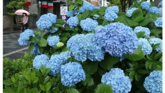 2023年5月29日(月) 5月の梅雨入りは、2013年以来、10年ぶりだそうです