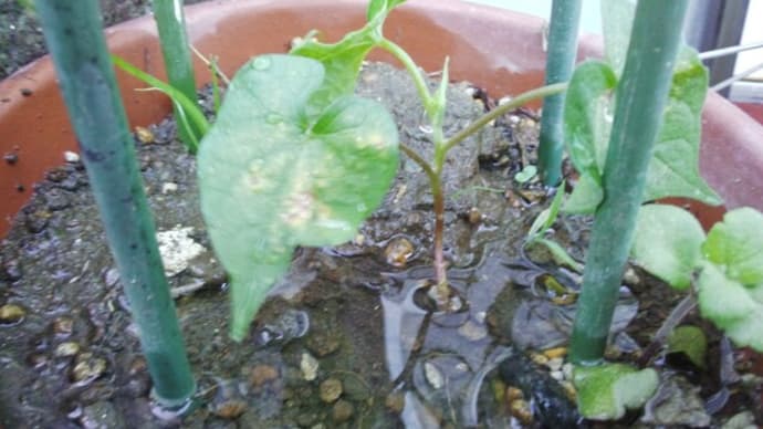 この夏に、天まで届け 大輪になれー