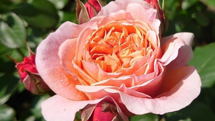 My roses Ⅲ
