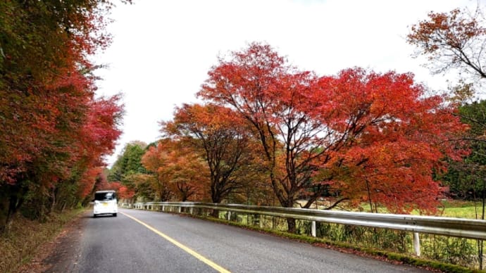 もみじ街道