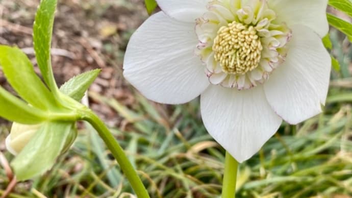 庭のお花達 那須へ