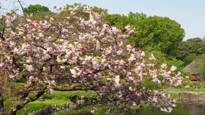 古民家と八重桜 馬場花木園