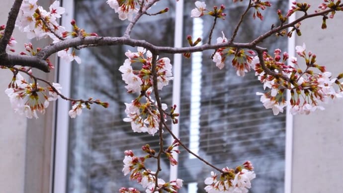 ２０２４・４・５　横浜山手本通りあたりの桜