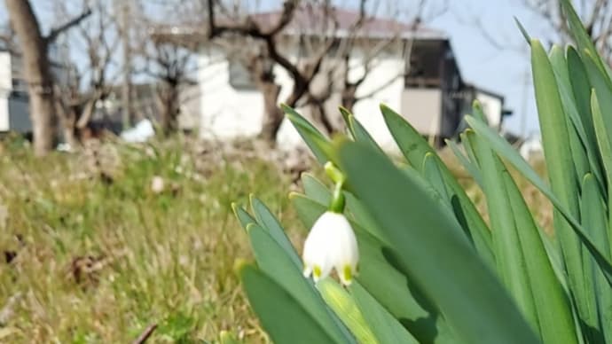 散歩道に咲く花