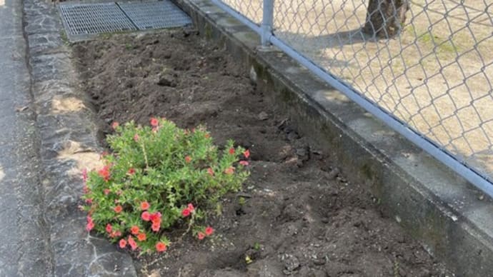 夏の花壇へ・・・小学校花壇の草取り
