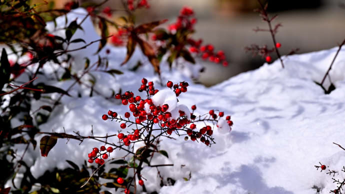 雪の朝の里山ウオーキング 1