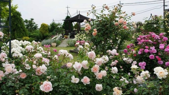 【埼玉のガーデンカフェ】園芸店「花のワルツ」で、お庭を眺めながら～♪