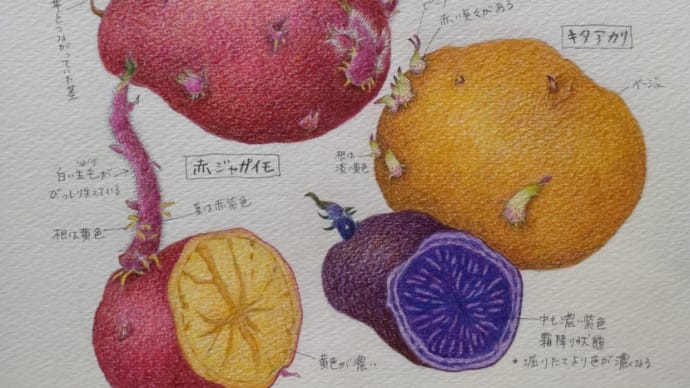 ジャガイモ 彩り野菜のグラタン