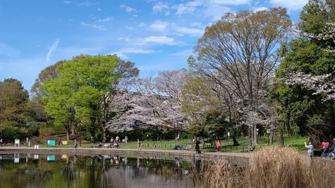 せせらぎ公園の桜 3/24