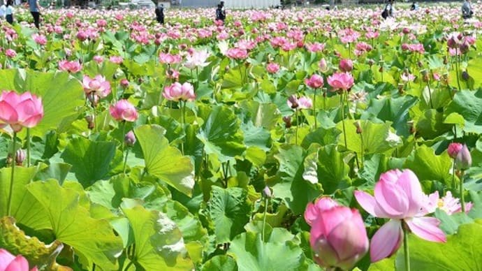 姫路市「夢前 蓮の花苑」 蓮 '22