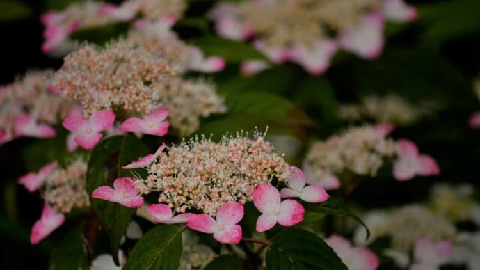 安並の水車と紫陽花
