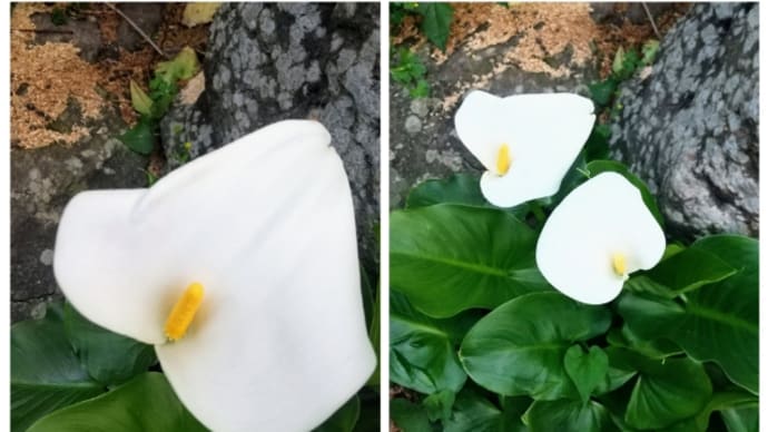 よっしゃ! 土曜日Aクラス(4月前半) 低学年組 ② だあ❗️