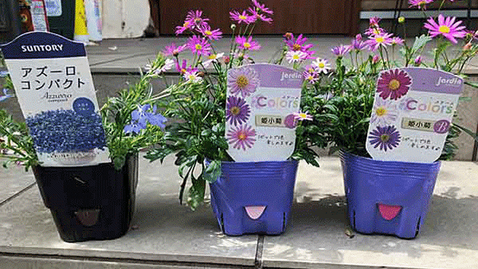 今シーズンの花たちをセット！