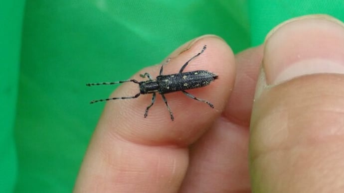 キボシマダラカミキリ