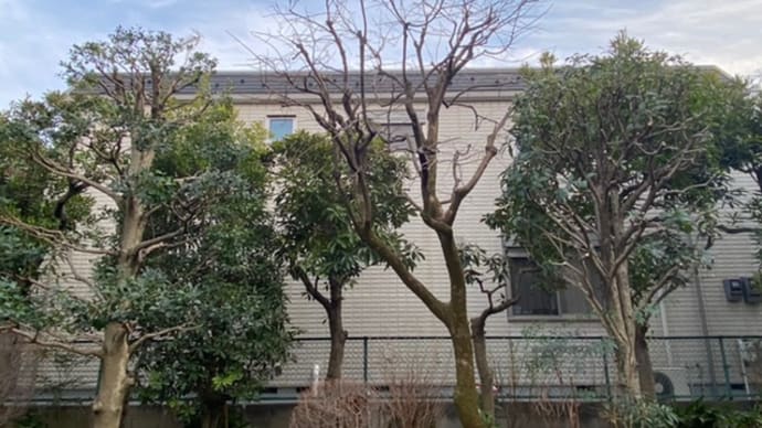 練馬区で庭木手入れ 新宿の植木屋 鈴木商店植木屋ブログ