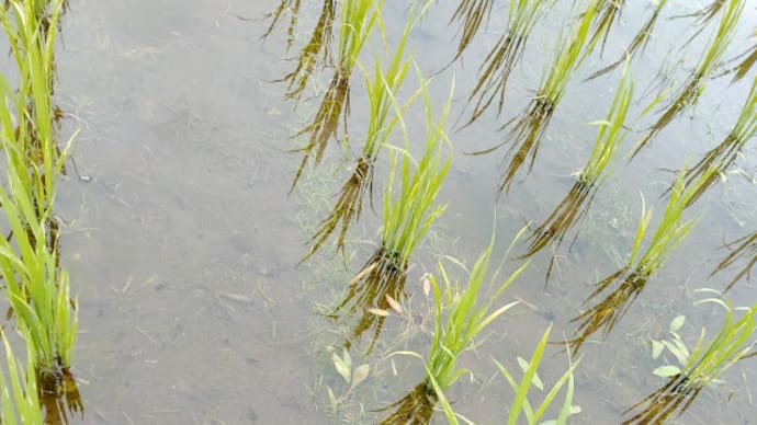 除草機押して、れいわ推し!