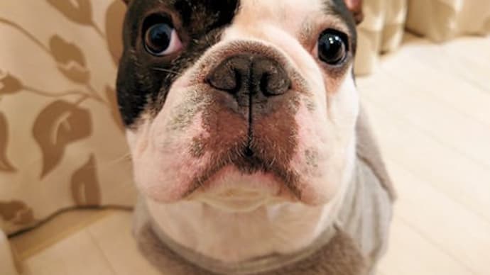 窓掃除を黙って見ていられない犬
