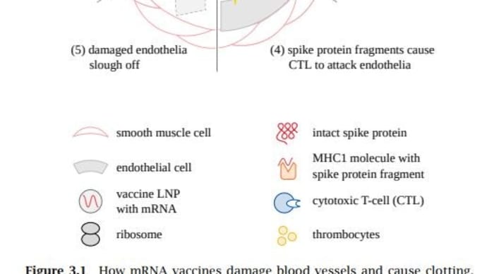 mRNAワクチンによる害の免疫学的メカニズム（1）