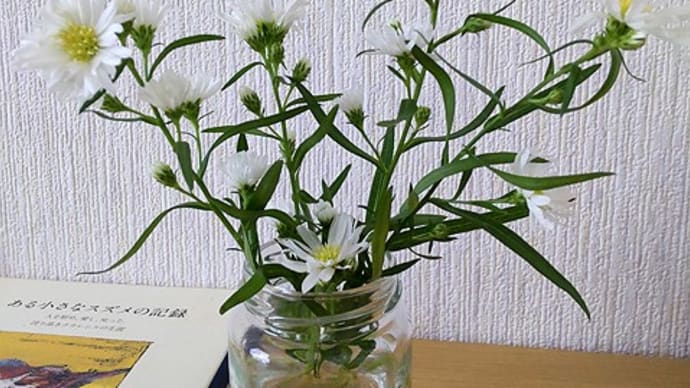 移住17日目。