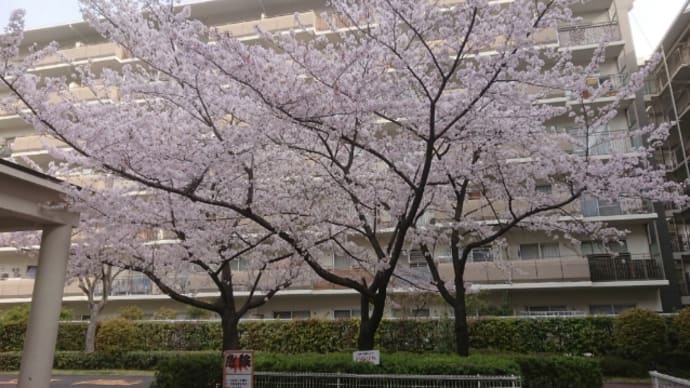 あっという間に桜も終了。